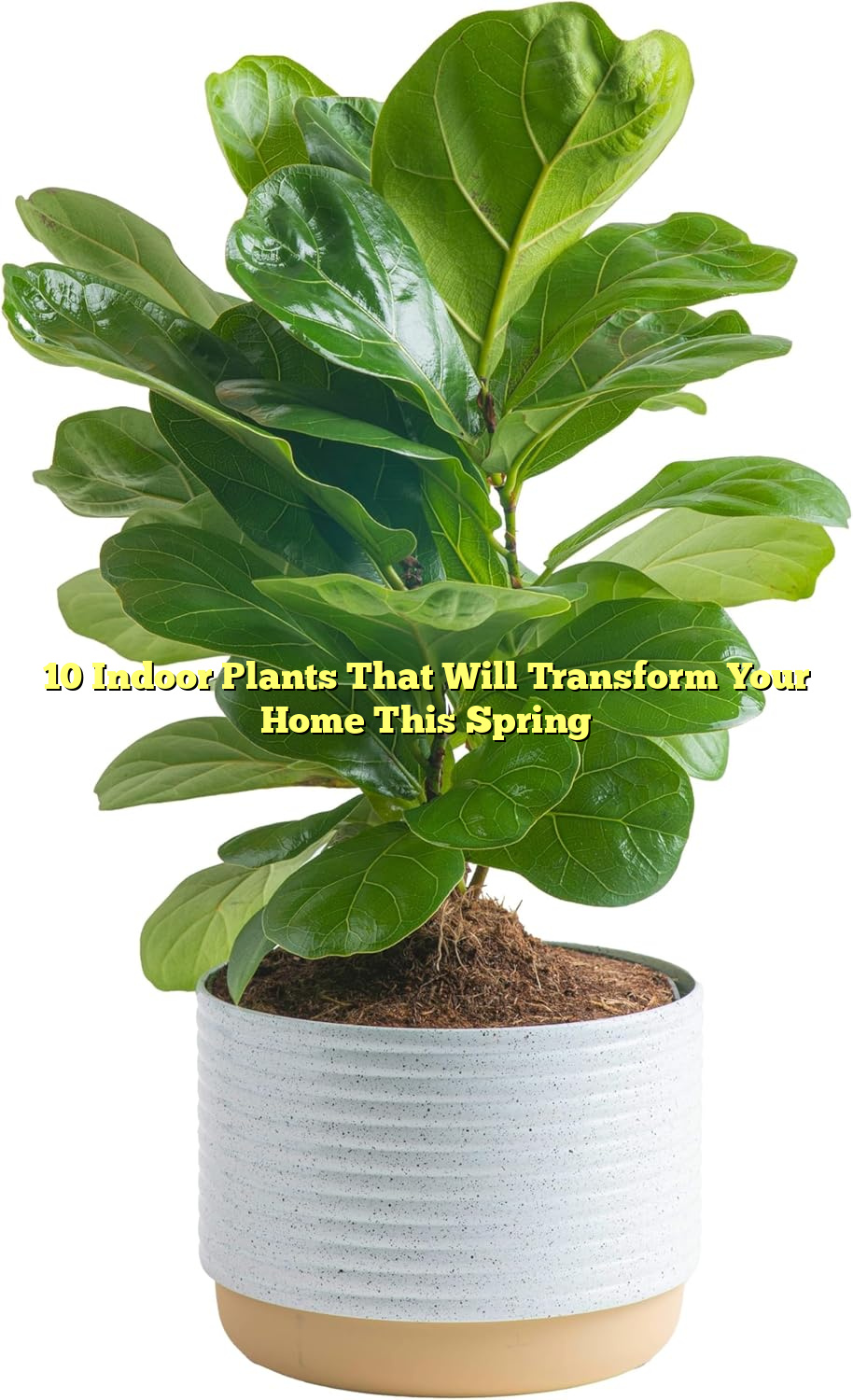 10 Indoor Plants That Will Transform Your Home This Spring